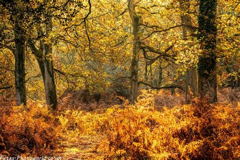 New Forest Autumn Colours – Petes-PhotoWorld.co.uk