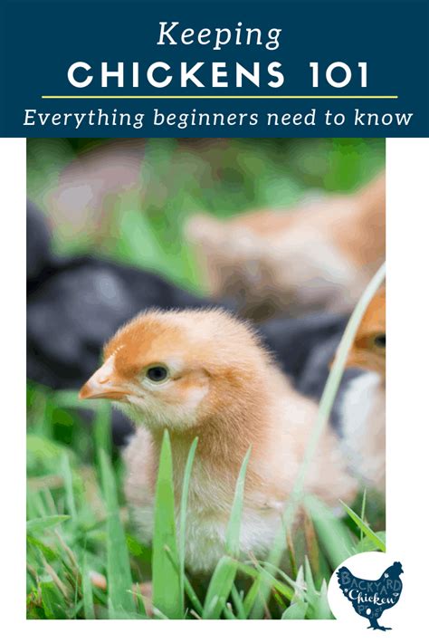 Raising Chickens for Beginners