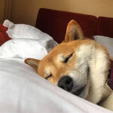 Sleeping and smiling shiba inu : r/aww