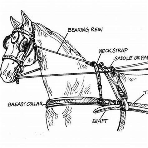 What is a horse collar called? - DIY Seattle