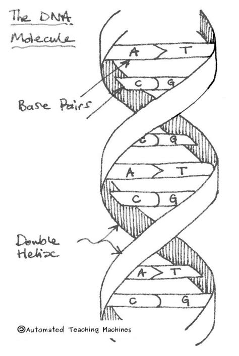 DNA Diagram Chart