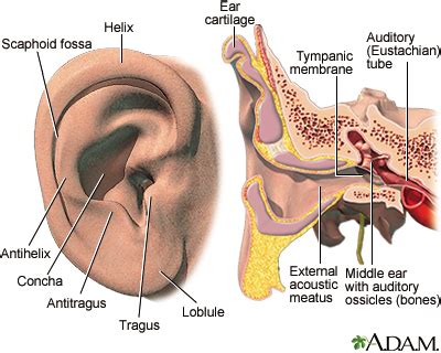 Ear - blocked at high altitudes | UF Health, University of Florida Health