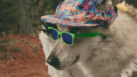 Wolf Dog Deal With It GIF by Old Spice - Find & Share on GIPHY