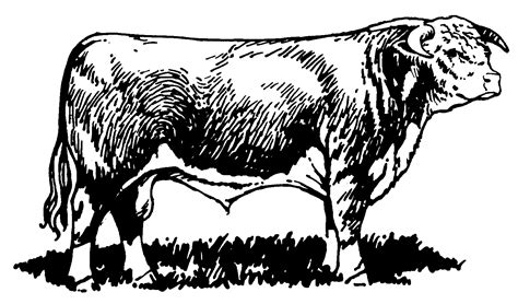 Cattle clipart polled hereford, Cattle polled hereford Transparent FREE ...