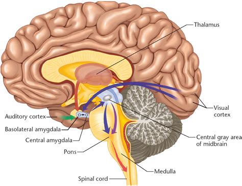 Tickling The Amygdala – The Overthinker