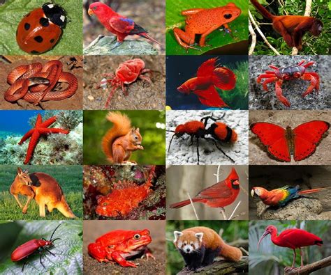 Find the Red Animals Quiz