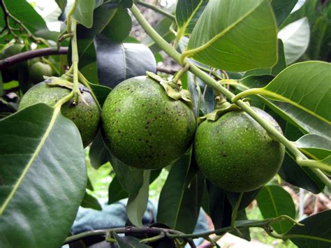 Fruit Warehouse: Black Sapote ( Diospyros digyna )