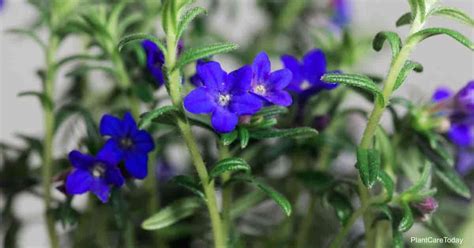 Lithodora Diffusa Care: Learn How To Grow Lithodora Plants