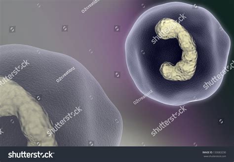 Zygote Cell Division Color Background 스톡 일러스트 133083230 | Shutterstock