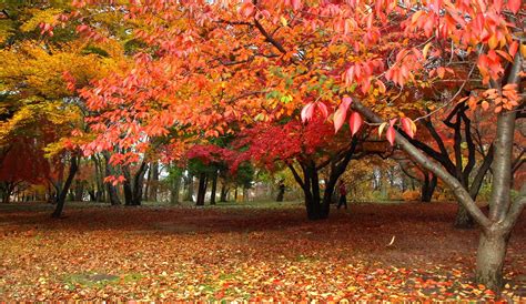 17 best spots to see fall foliage in NYC | 6sqft