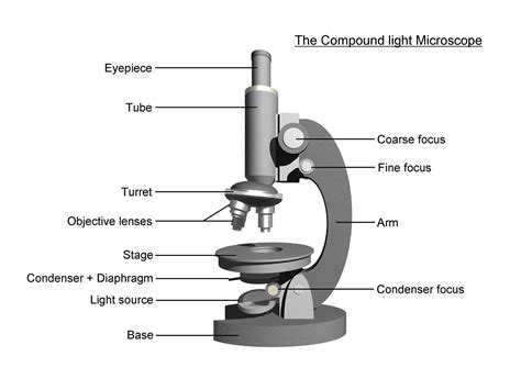 42 compound microscope ray diagram