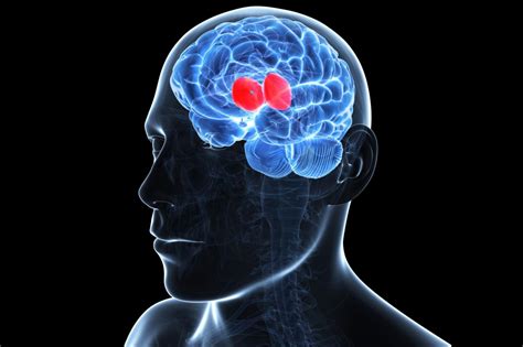 Get a Description and Diagram of Thalamus Gray Matter