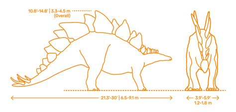 Stegosaurus (Stegosaurus stenops) Dimensions & Drawings | Dimensions.com