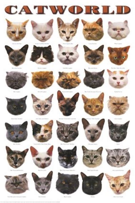 Cat Breed