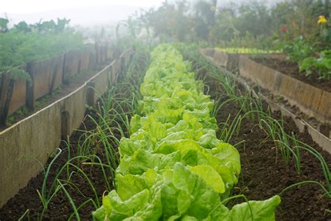 Download Organic Lettuce Planted Together With Onions In Farm Wallpaper | Wallpapers.com