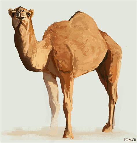 Camel by Tom-Cii on DeviantArt