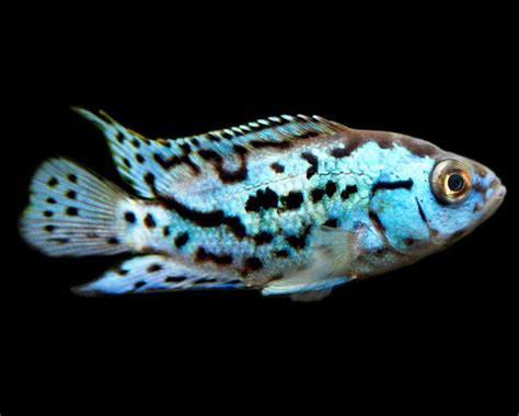 Electric Blue Jack Dempsey Cichlid (Rocio octofasciata) - Aquatic Arts