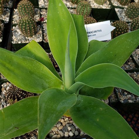 Buy Agave Attenuata Online | Century Plant | Planet Desert