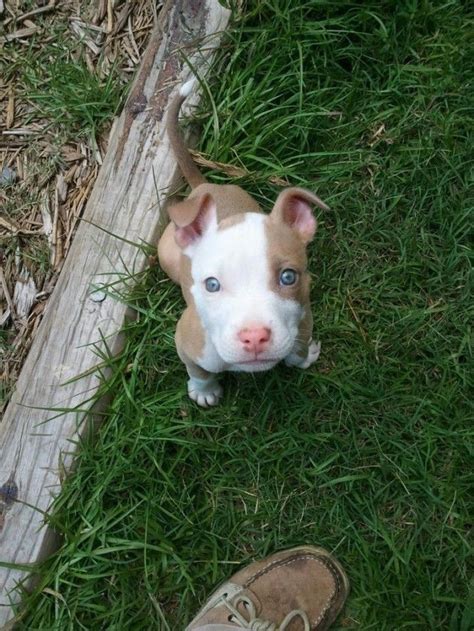 Tan and white pitbull | Pitbull puppy, Puppies, Cute puppies