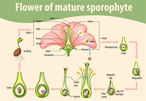 Diagram showing flower of mature sporophyte 7204525 Vector Art at Vecteezy