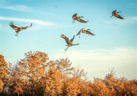 How to Hunt Sandhill Cranes • Air Gun Maniac