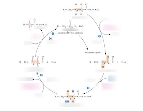 Beta-Oxidation Diagram | Quizlet