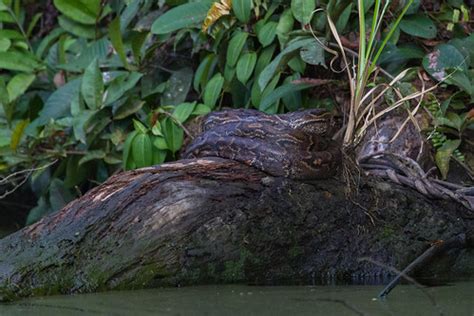 African rock Python (Python sebae), edges of the Loango Na… | Flickr