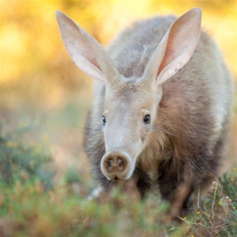 Aardvark | Animals, African wildlife, African animals