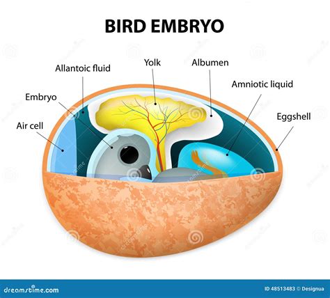 Bird embryo stock vector. Illustration of diagram, animal - 48513483