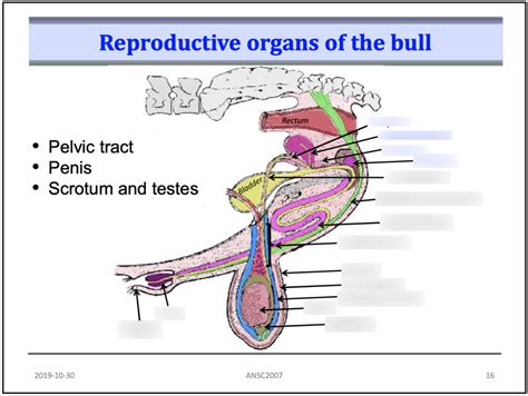 Bull Reproductive Tract Diagram | Quizlet