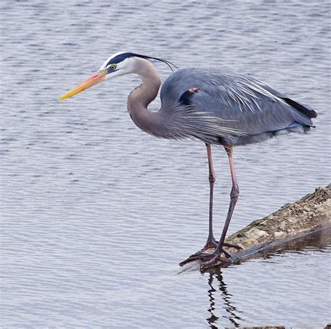 Indiana Dunes Bird Watching | Birding in Northwest Indiana