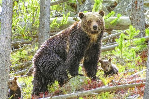 Amazing Wildlife Photos in Yellowstone National Park | Reader's Digest