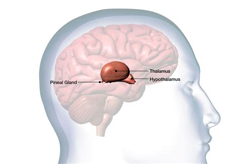 The Pineal Gland and ShinMyung - Your Brightness Revealed