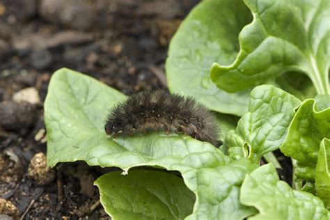 Vegetable Garden Pests And Diseases : Pin On Everything Gardens - We did not find results for ...