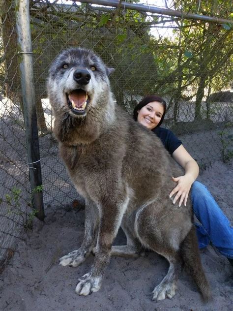 A picture of a wolf compared to a human. I think it might be photoshopped : r/pics