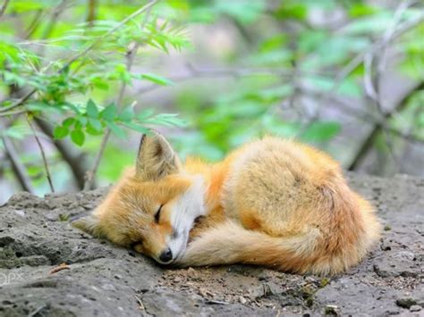 Baby fox sleeping | Fox pups, Fox pictures, Baby red fox