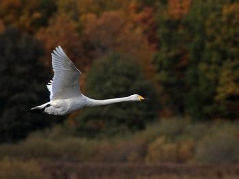 Whooper Swan - BirdForum Opus | BirdForum