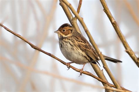 Little Bunting by Ian Bollen - BirdGuides