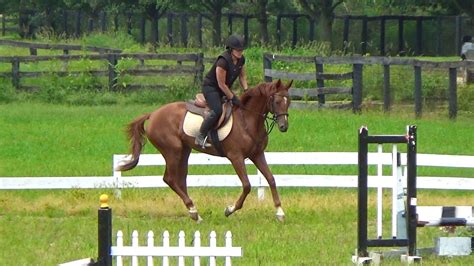 Additional Training Form | Thoroughbred Sport Horses | United States