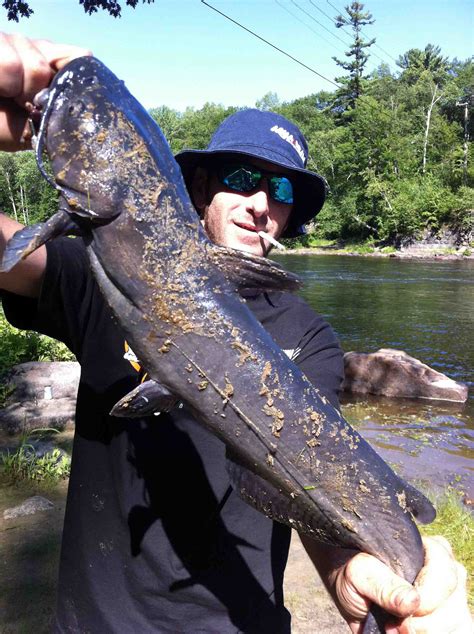 Serious Catfish Fishing on The Rouge River, Quebec