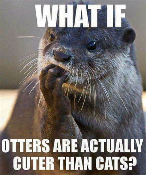 What If Otters Are Cuter Than Cats? in 2021 | Otters cute, Otters ...