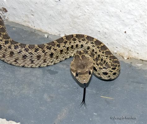 Pacific Gopher Snake (Pituophis catenifer catenifer) | BirdForum