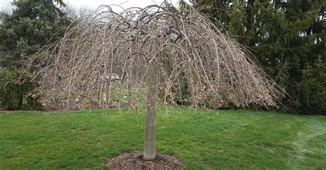 I need some advise about pruning my weeping cherry tree. | Hometalk