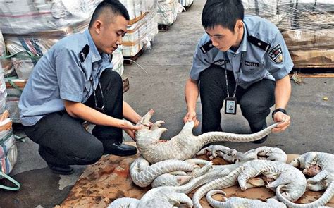 How pangolins poached in Madhya Pradesh find their way into China