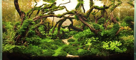 ibac.eu | Aquarium landscape, Aquarium, Aquascape aquarium