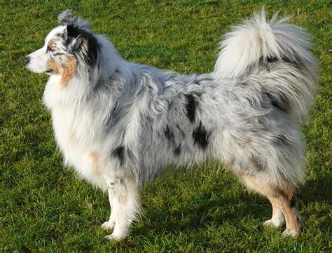 Australian Shepherd dog on the grass wallpapers and images - wallpapers ...