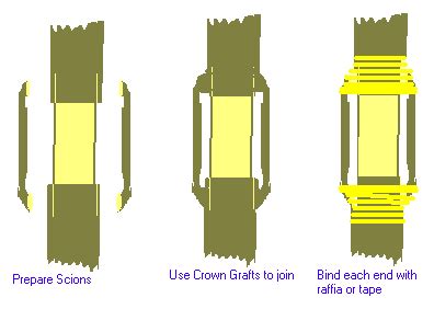 Propagation - bridge grafting