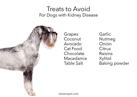 Right Food for Dogs with Kidney Disease | Darwin's Pet Food