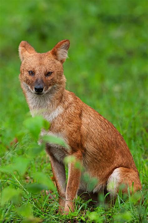 Dhole | Info and Photos | The Wildlife