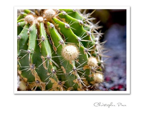 photography by Yecap using Olympus CAMERA OBSCURA: Cactus Macro 3